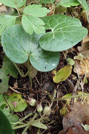 Asarum europaeum \ Haselwurz / Asarabacca, D Gochsheim 17.5.2018