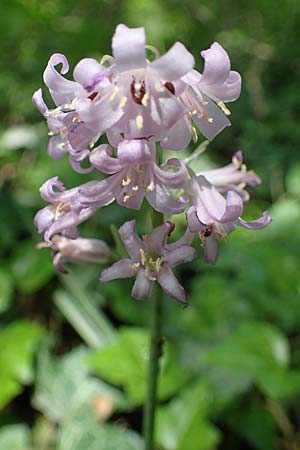 Hyacinthoides hispanica x non-scripta \ Hybrid-Hasengl�ckchen / Bluebell Hybrid, D Ludwigshafen 17.5.2021