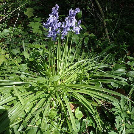 Hyacinthoides hispanica x non-scripta \ Hybrid-Hasengl�ckchen / Bluebell Hybrid, D Ludwigshafen 20.4.2022