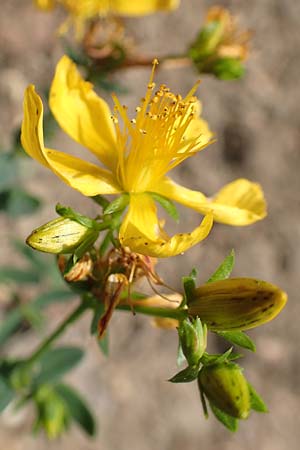 Hypericum perforatum \ Echtes Johanniskraut, T�pfel-Hartheu / Perforate St. John's-Wort, D J&uuml;lich 22.8.2018
