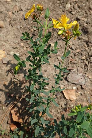 Hypericum perforatum \ Echtes Johanniskraut, T�pfel-Hartheu / Perforate St. John's-Wort, D J&uuml;lich 22.8.2018