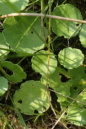 Hydrocotyle vulgaris \ Gew�hnlicher Wassernabel / Marsh Pennywort, D H&ouml;velhof 23.8.2018