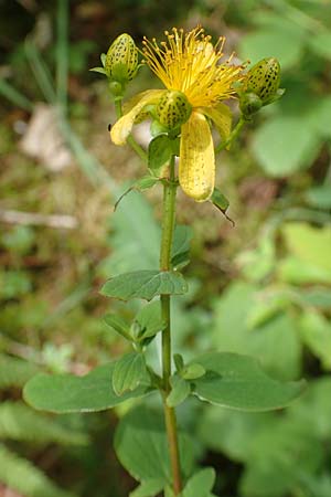 Hypericum tetrapterum \ Gefl�geltes Johanniskraut, Fl�gel-Johanniskraut / Square-Stalked St. John's-Wort, D Hunsr&uuml;ck, B&ouml;rfink 18.7.2020