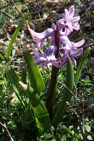 Hyacinthus orientalis \ Garten-Hyazinthe / Garden Hyacinth, D Mannheim-Pfingstberg 24.3.2021