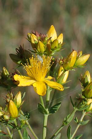 Hypericum perforatum \ Echtes Johanniskraut, T�pfel-Hartheu / Perforate St. John's-Wort, D Th&uuml;ringen, Bottendorf 6.6.2022