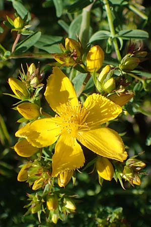 Hypericum perforatum \ Echtes Johanniskraut, T�pfel-Hartheu / Perforate St. John's-Wort, D Th&uuml;ringen, Bottendorf 6.6.2022