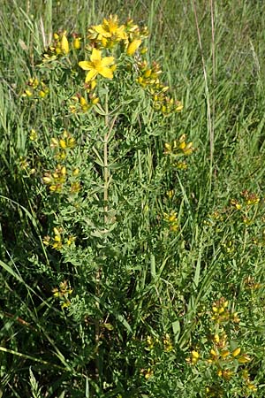 Hypericum perforatum \ Echtes Johanniskraut, T�pfel-Hartheu / Perforate St. John's-Wort, D Th&uuml;ringen, Bottendorf 6.6.2022