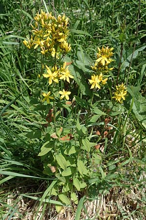 Hypericum montanum \ Berg-Johanniskraut / Pale St. John's-Wort, D Th&uuml;ringen, Erfurt 13.6.2022