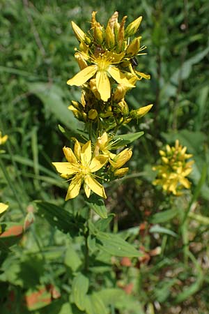Hypericum montanum \ Berg-Johanniskraut / Pale St. John's-Wort, D Th&uuml;ringen, Erfurt 13.6.2022