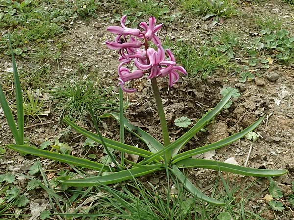Hyacinthus orientalis \ Garten-Hyazinthe / Garden Hyacinth, D Mannheim 27.3.2024