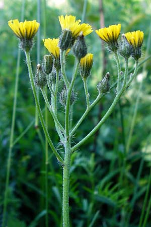 Hieracium zizianum \ Ziz' Habichtskraut / Ziz' Hawkweed, D T&uuml;bingen 3.6.2015