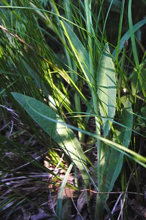 Hieracium zizianum \ Ziz' Habichtskraut / Ziz' Hawkweed, D T&uuml;bingen 3.6.2015