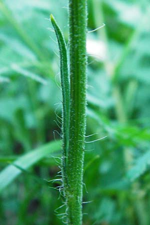 Hieracium zizianum \ Ziz' Habichtskraut / Ziz' Hawkweed, D T&uuml;bingen 3.6.2015
