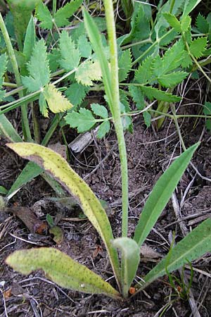 Hieracium zizianum \ Ziz' Habichtskraut / Ziz' Hawkweed, D T&uuml;bingen 3.6.2015
