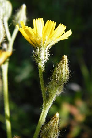 Hieracium zizianum \ Ziz' Habichtskraut / Ziz' Hawkweed, D T&uuml;bingen 3.6.2015