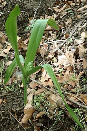 Colchicum autumnale \ Herbst-Zeitlose / Meadow Saffron, Autumn Crocus, D Seeheim an der Bergstra&szlig;e 12.5.2020