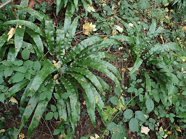 Asplenium scolopendrium \ Hirschzungen-Farn / Hart's-tongue, D Weinheim an der Bergstra&szlig;e 22.10.2020