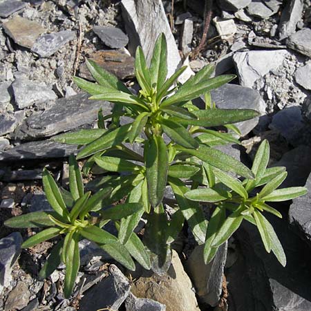 Iberis linifolia subsp. boppardensis \ Bopparder Schleifenblume / Boppard Candytuft, D Botan. Gar.  Universit.  Mainz 11.7.2009