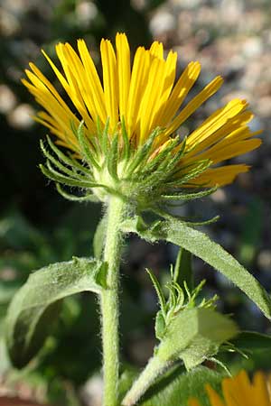 Pentanema britannicum \ Wiesen-Alant / Meadow Fleabane, Yellowhead, D Mannheim 21.8.2015