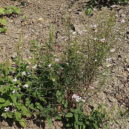 Iberis linifolia subsp. boppardensis \ Bopparder Schleifenblume / Boppard Candytuft, D Boppard 9.7.2018