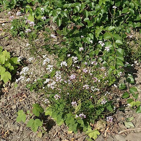 Iberis linifolia subsp. boppardensis \ Bopparder Schleifenblume / Boppard Candytuft, D Boppard 9.7.2018