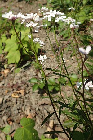 Iberis linifolia subsp. boppardensis \ Bopparder Schleifenblume / Boppard Candytuft, D Boppard 9.7.2018