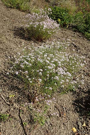 Iberis linifolia subsp. boppardensis \ Bopparder Schleifenblume / Boppard Candytuft, D Boppard 9.7.2018