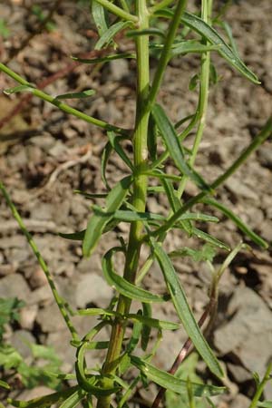 Iberis linifolia subsp. boppardensis \ Bopparder Schleifenblume / Boppard Candytuft, D Boppard 9.7.2018