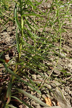 Iberis linifolia subsp. boppardensis \ Bopparder Schleifenblume / Boppard Candytuft, D Boppard 9.7.2018