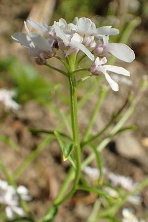 Iberis linifolia subsp. boppardensis \ Bopparder Schleifenblume / Boppard Candytuft, D Boppard 9.7.2018