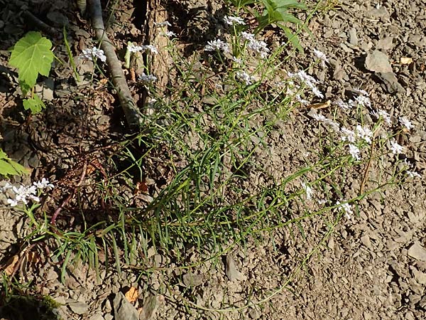 Iberis linifolia subsp. boppardensis \ Bopparder Schleifenblume / Boppard Candytuft, D Boppard 9.7.2018