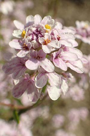 Iberis linifolia subsp. boppardensis \ Bopparder Schleifenblume / Boppard Candytuft, D Boppard 9.7.2018