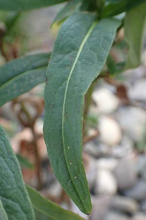 Pentanema britannicum \ Wiesen-Alant / Meadow Fleabane, Yellowhead, D K&ouml;ln-Z&uuml;ndorf 22.8.2018