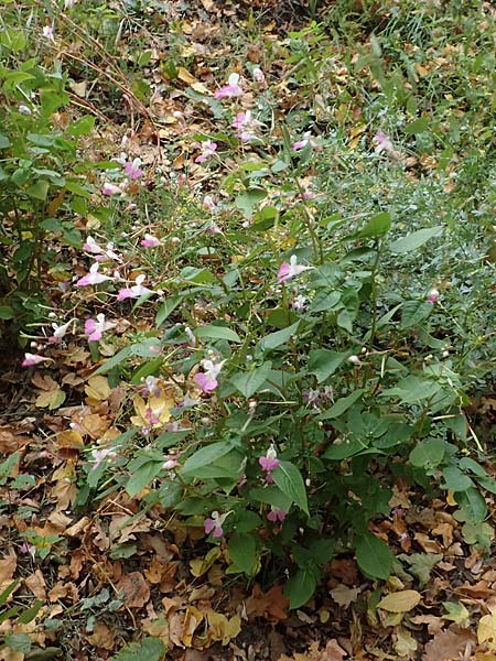 Impatiens balfourii \ Balfours Springkraut / Balfour's Balsam, D Bochum 23.10.2018
