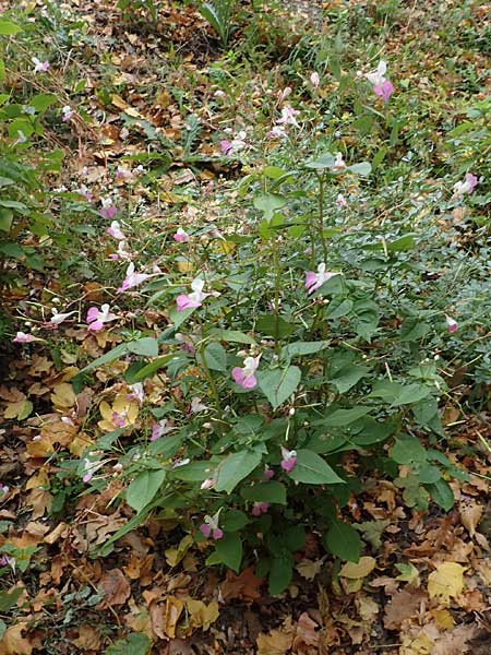 Impatiens balfourii \ Balfours Springkraut / Balfour's Balsam, D Bochum 23.10.2018