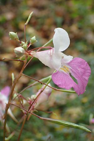 Impatiens balfourii \ Balfours Springkraut / Balfour's Balsam, D Bochum 23.10.2018