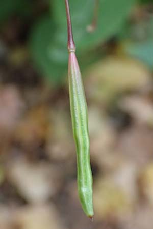 Impatiens balfourii \ Balfours Springkraut / Balfour's Balsam, D Bochum 23.10.2018