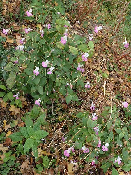 Impatiens balfourii \ Balfours Springkraut / Balfour's Balsam, D Bochum 23.10.2018
