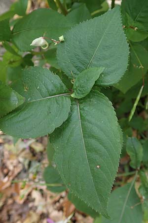 Impatiens balfourii \ Balfours Springkraut / Balfour's Balsam, D Bochum 23.10.2018