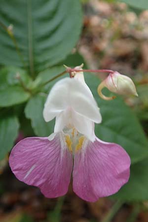 Impatiens balfourii \ Balfours Springkraut / Balfour's Balsam, D Bochum 23.10.2018