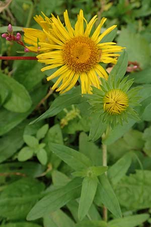 Pentanema britannicum \ Wiesen-Alant / Meadow Fleabane, Yellowhead, D Gro&szlig;-Gerau 5.10.2019