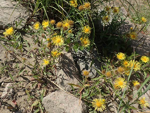 Pentanema britannicum \ Wiesen-Alant / Meadow Fleabane, Yellowhead, D Sachsen-Anhalt, Tangerm&uuml;nde 21.9.2020