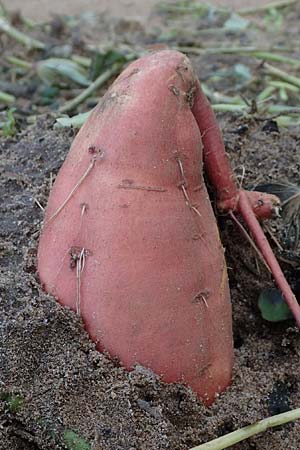 Ipomoea batatas agg. \ S��-Kartoffel, Knollenwinde / Sweet Potato, D Lampertheim 11.9.2022