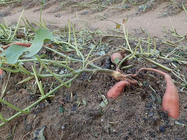 Ipomoea batatas agg. \ S��-Kartoffel, Knollenwinde / Sweet Potato, D Lampertheim 11.9.2022