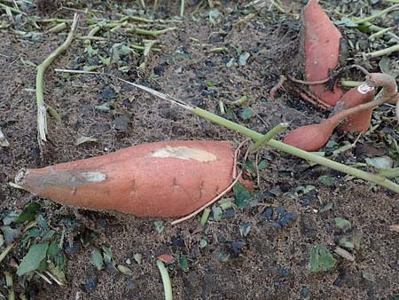 Ipomoea batatas agg. \ S��-Kartoffel, Knollenwinde / Sweet Potato, D Lampertheim 11.9.2022