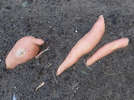 Ipomoea batatas agg. \ S��-Kartoffel, Knollenwinde / Sweet Potato, D Lampertheim 11.9.2022