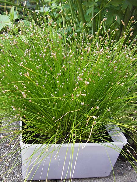 Isolepis cernua \ Niedere Moorbinse, Frauenhaar-Gras, D  8.6.2013
