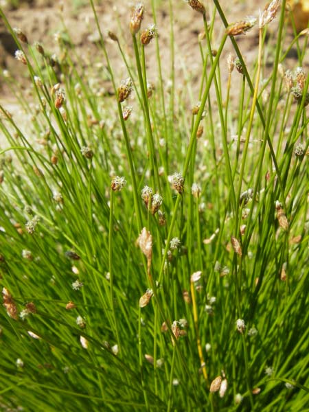 Isolepis cernua \ Niedere Moorbinse, Frauenhaar-Gras, D  8.6.2013
