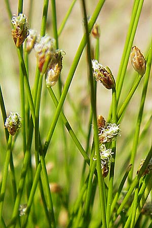 Isolepis cernua \ Niedere Moorbinse, Frauenhaar-Gras, D  8.6.2013