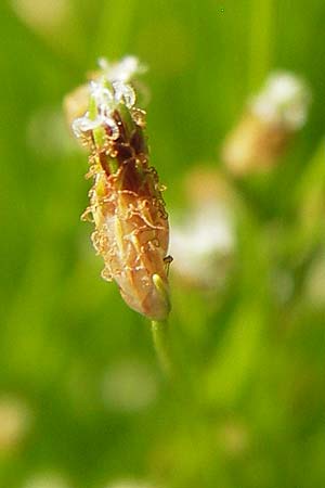 Isolepis cernua \ Niedere Moorbinse, Frauenhaar-Gras, D  8.6.2013